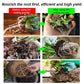 Strong Rooting Powder Microbial Fertilizer