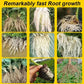 Strong Rooting Powder Microbial Fertilizer